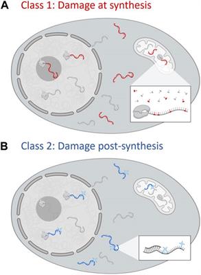 RNA damage: the forgotten target of clinical compounds